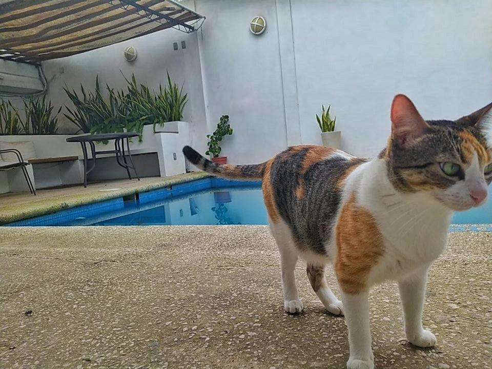 Casssa Vlanca Hotel Palenque Kültér fotó